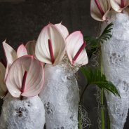 Cool Anthurium 'Facetto' arrangement