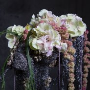 Close-up of the Hydrangea 'Verena Classic'