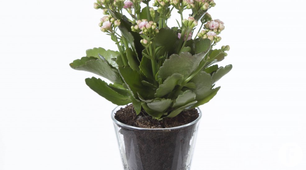 Kalanchoe roze2