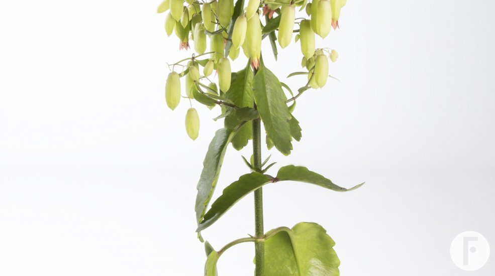 Kalanchoe 'Magic Bells'