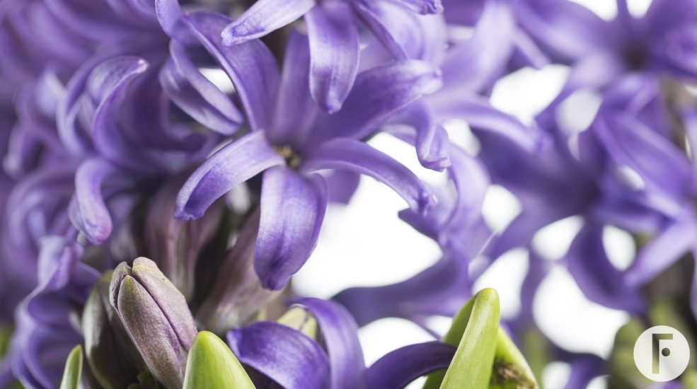 Hyacinth Blue
