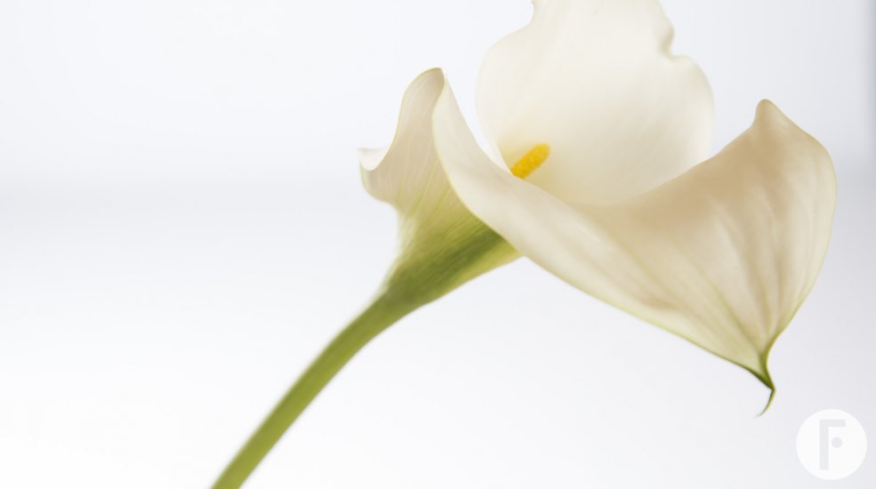 13b Calla Captain Ventura