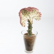 Euphorbia lactea