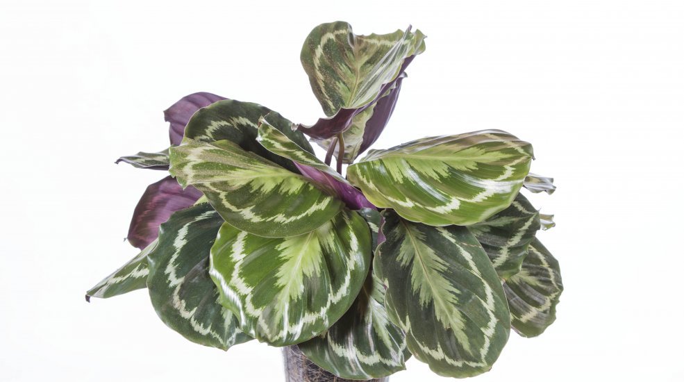 Calathea roseopicta2