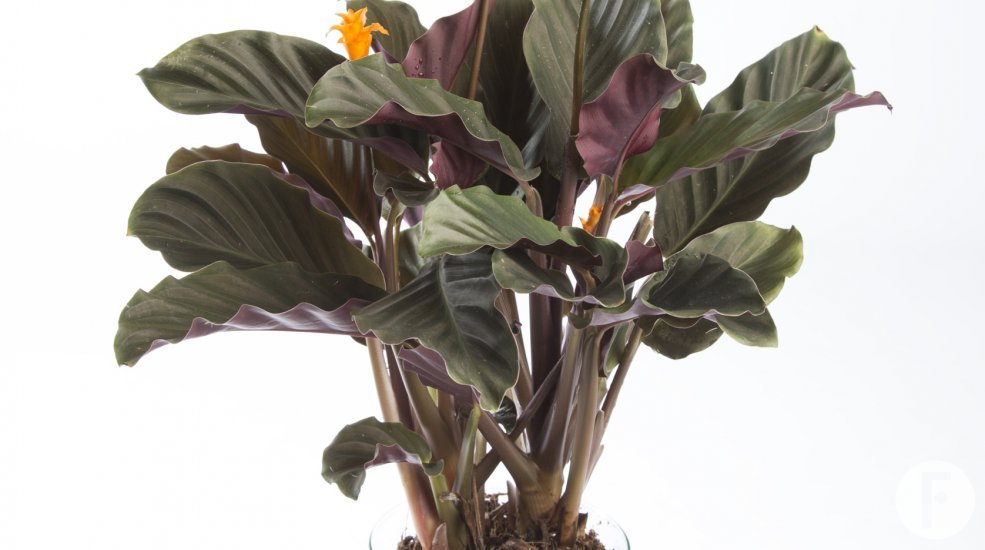 Calathea crocata 2
