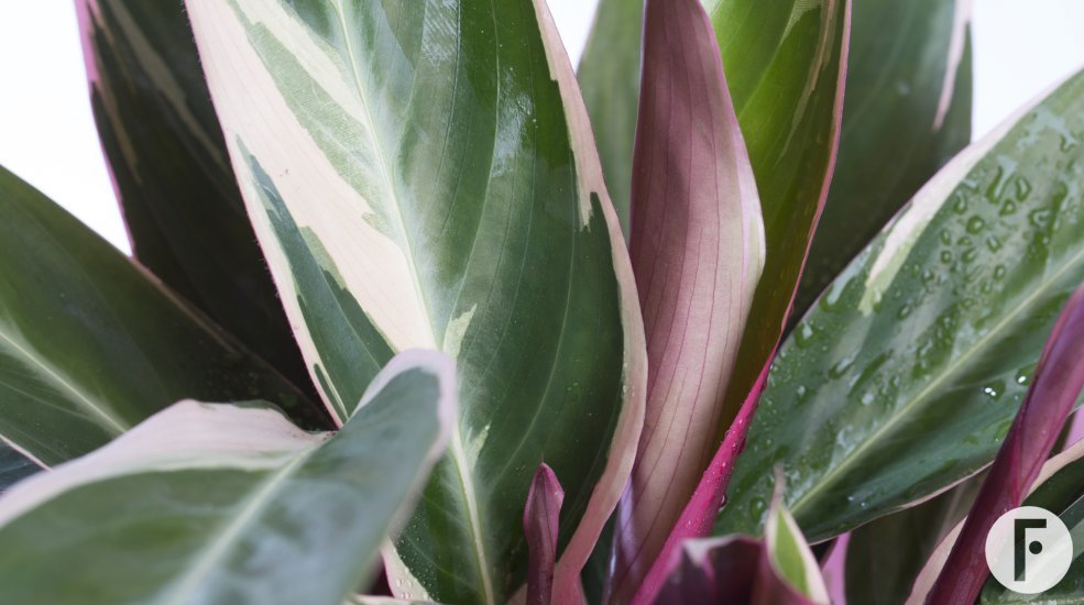 Calathea Triostar 1