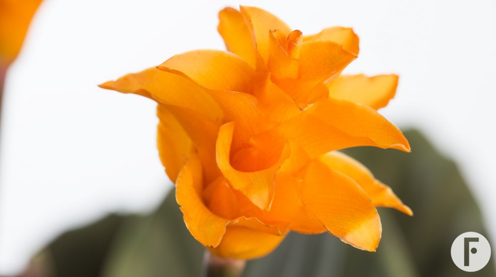 Calathea crocata 1