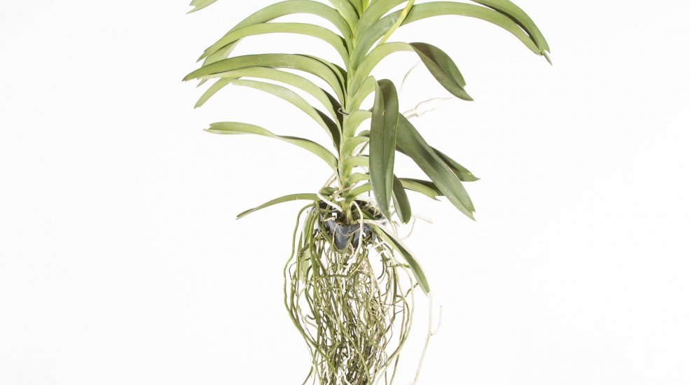 Vanda3a