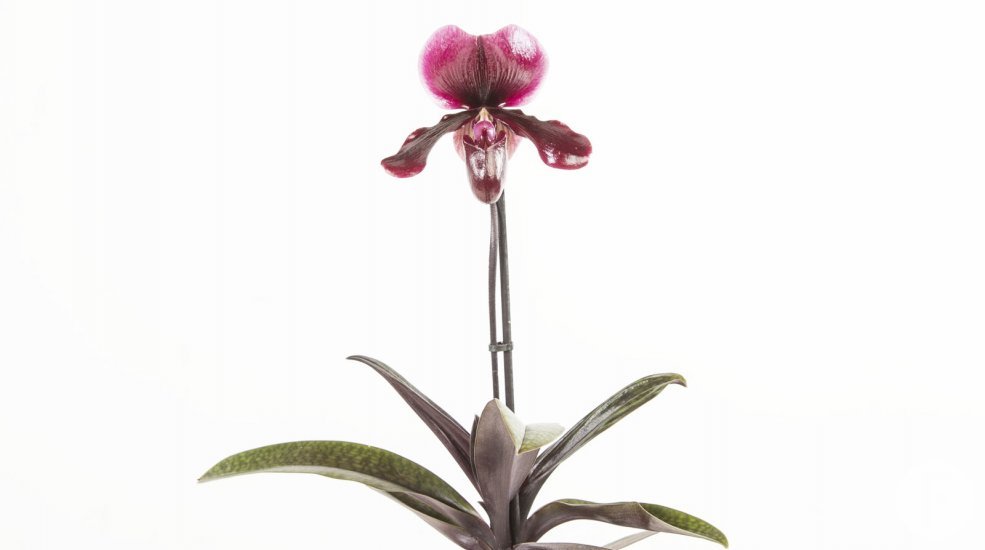 Phaphiopedilum2a