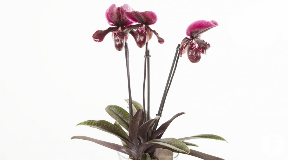 Phaphiopedilum1a