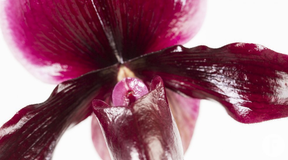 Phaphiopedilum2