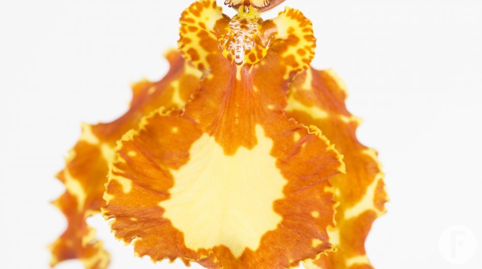 Pyschopsis Mariposa1a