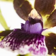 Zygopetalum2