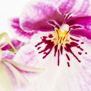 Miltonia1