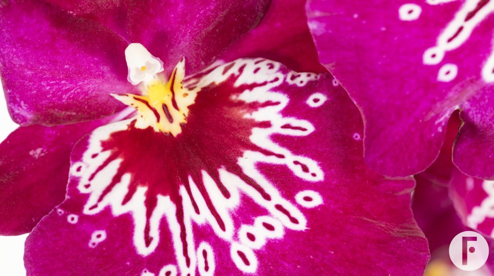 Miltonia2