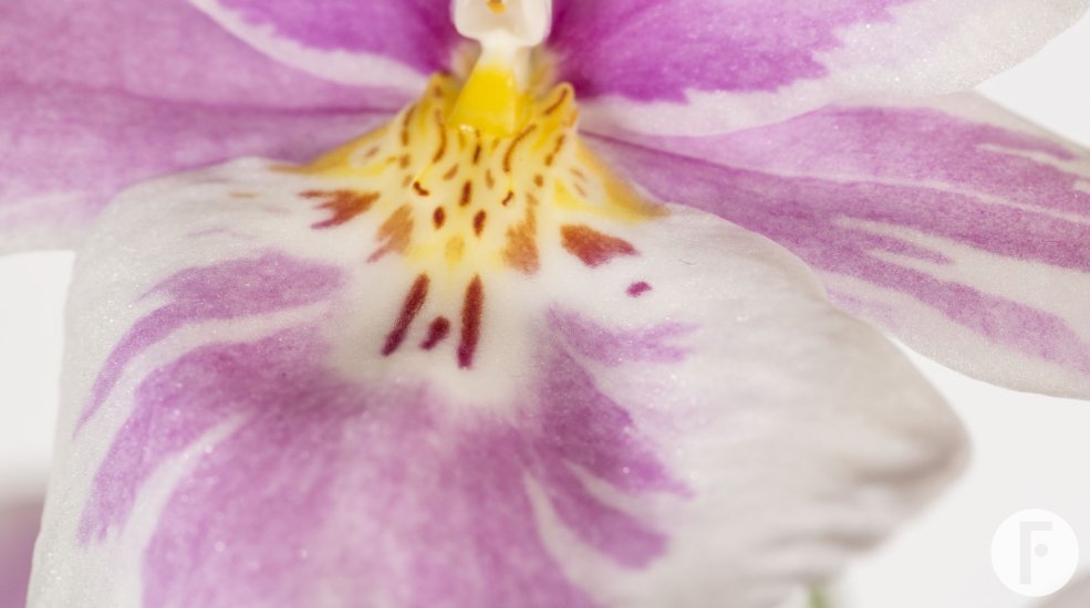 Miltonia3
