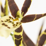 Brassia