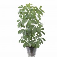 Schefflera arboricola