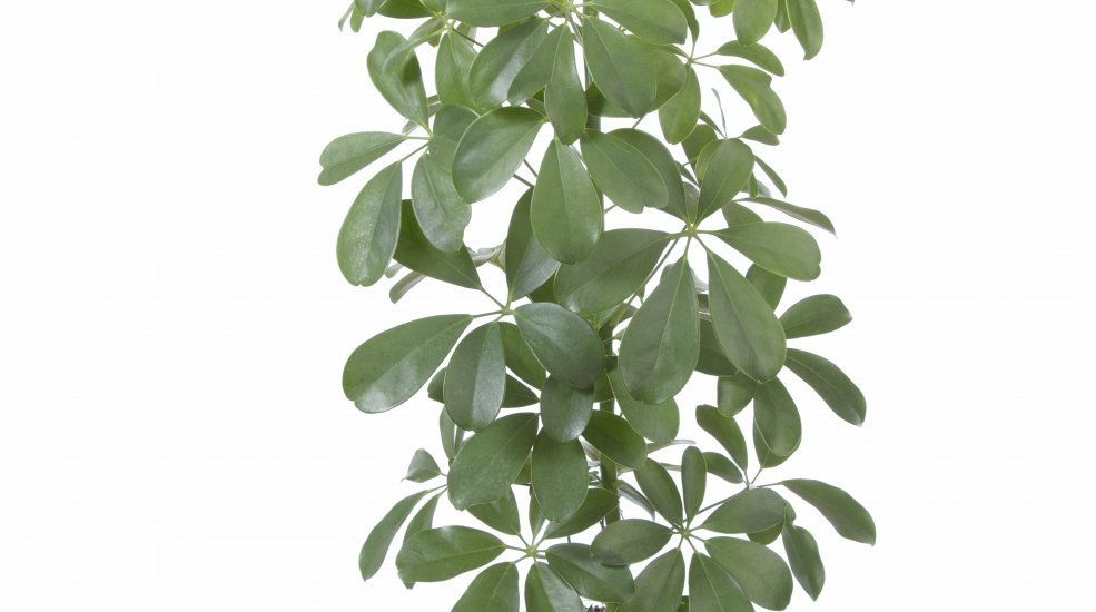 Schefflera arboricola