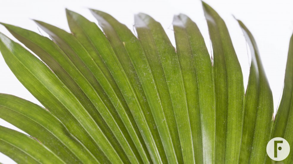 Livistona chinensis1