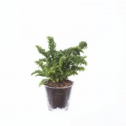 Dryopteris