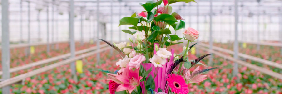een bloemrijk plantenarrangement