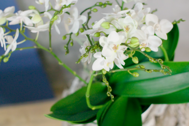 Orchidee op een voetstuk