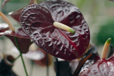 A dramatic flower arrangement with cut Anthurium Black Queen