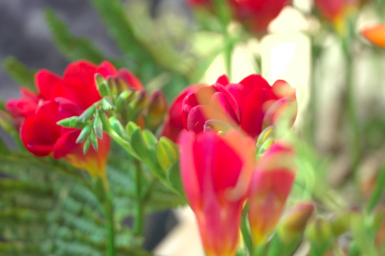 Freesia farewell design