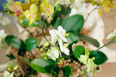 Tafelstuk met orchideeën 