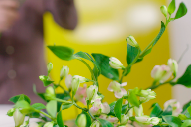 Charmelia boeket in frame