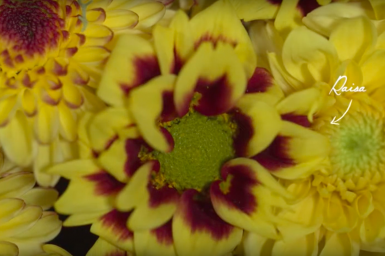 Meet Autumn beauties