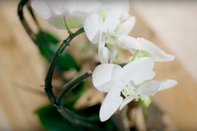 Orchideeën design met geweien