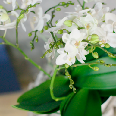 Orchidee op een voetstuk