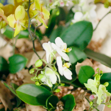 Tafelstuk met orchideeën 