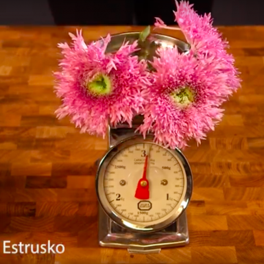 Deliflor-icious Estrusko en Estruko White