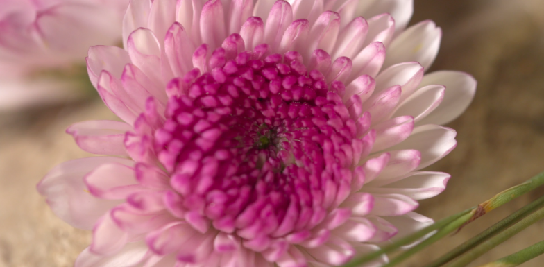 Ontmoet de Abbey familie