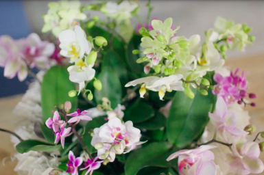 Orchideeën als stralend middelpunt