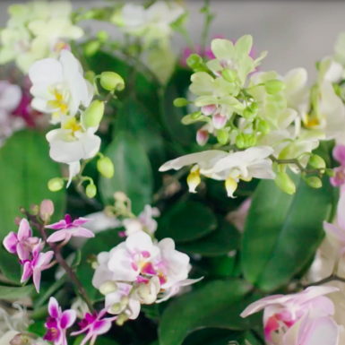 Orchideeën als stralend middelpunt