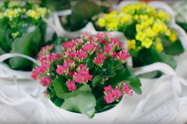 Colourful Kalanchoë painting
