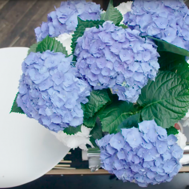 Hortensia frame bouquet