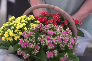 Baskets full of colourful Kalanchoe by Menno Kroon