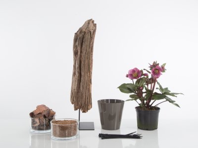 Stap voor stap Helleborus op sokkel