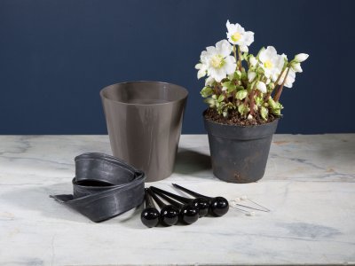 Stap voor stap: Helleborus ontwerp