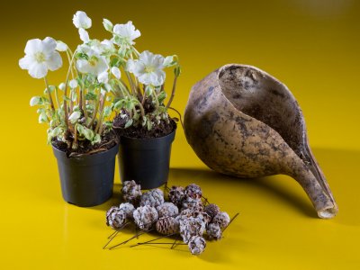 Stap voor stap Een natuurlijk Helleborus ontwerp