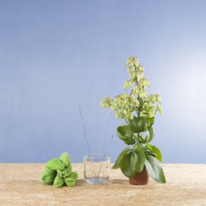 Stap voor stap: Groen Kalanchoë 'Magic Bells' ontwerp