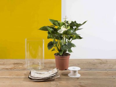 Stap voor stap: Natuurlijk Anthurium plantenarrangement