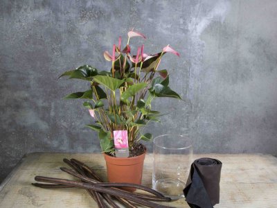 Stap voor stap: Roze Anthurium design