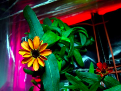Eerste bloem gekweekt in de ruimte: Zinnia