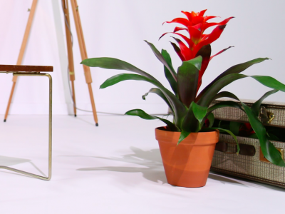 Meet the whole Bromeliad family!